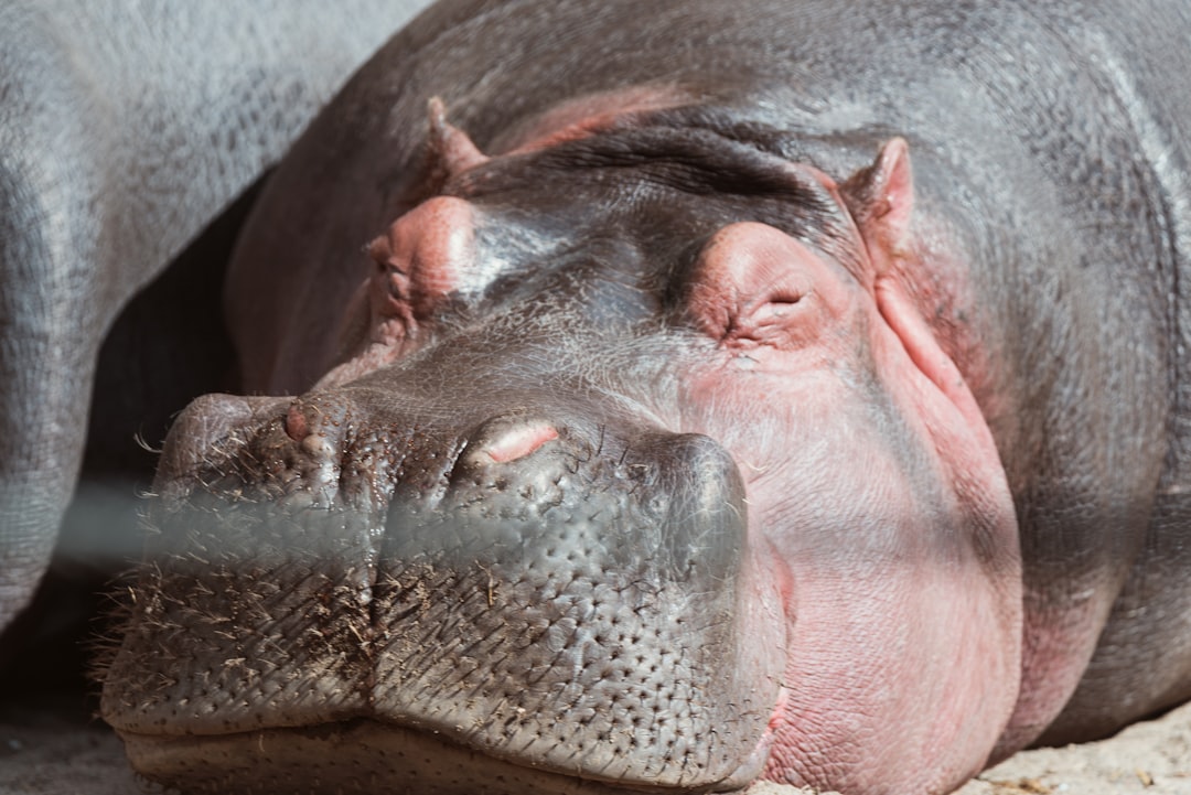 Photo herpes under the nose