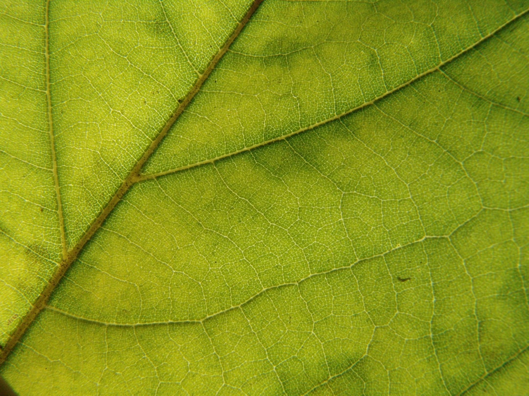 Photo z&ouml;ldh&aacute;lyog t&uuml;netei
