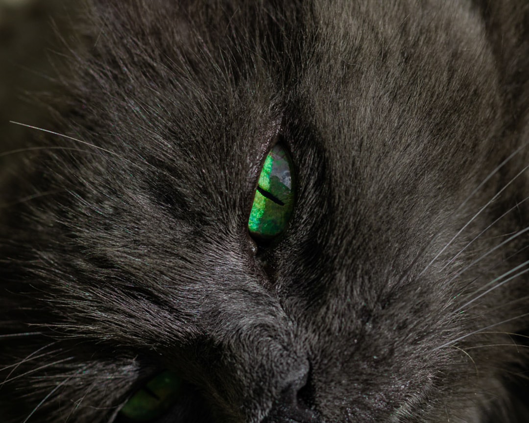 Photo green cataract