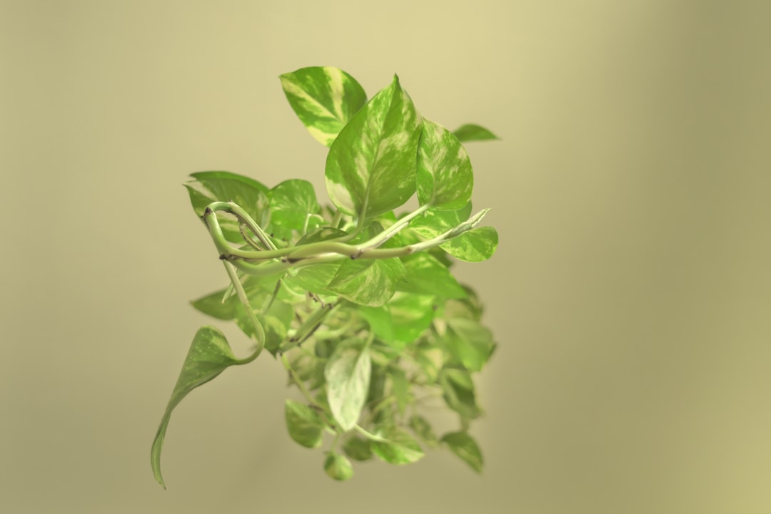 Photo zöldhályog gyógyítása