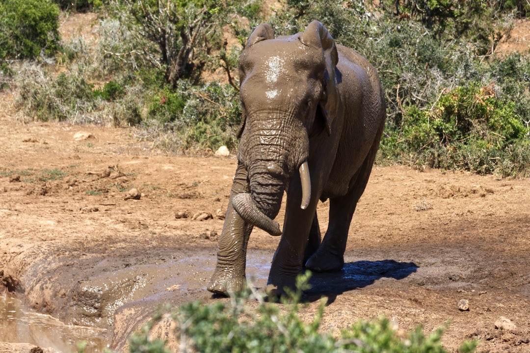 Photo mud bath