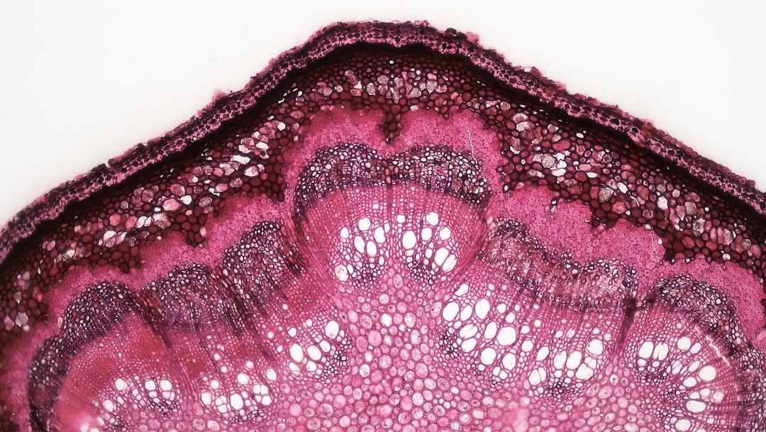 Photo Histology