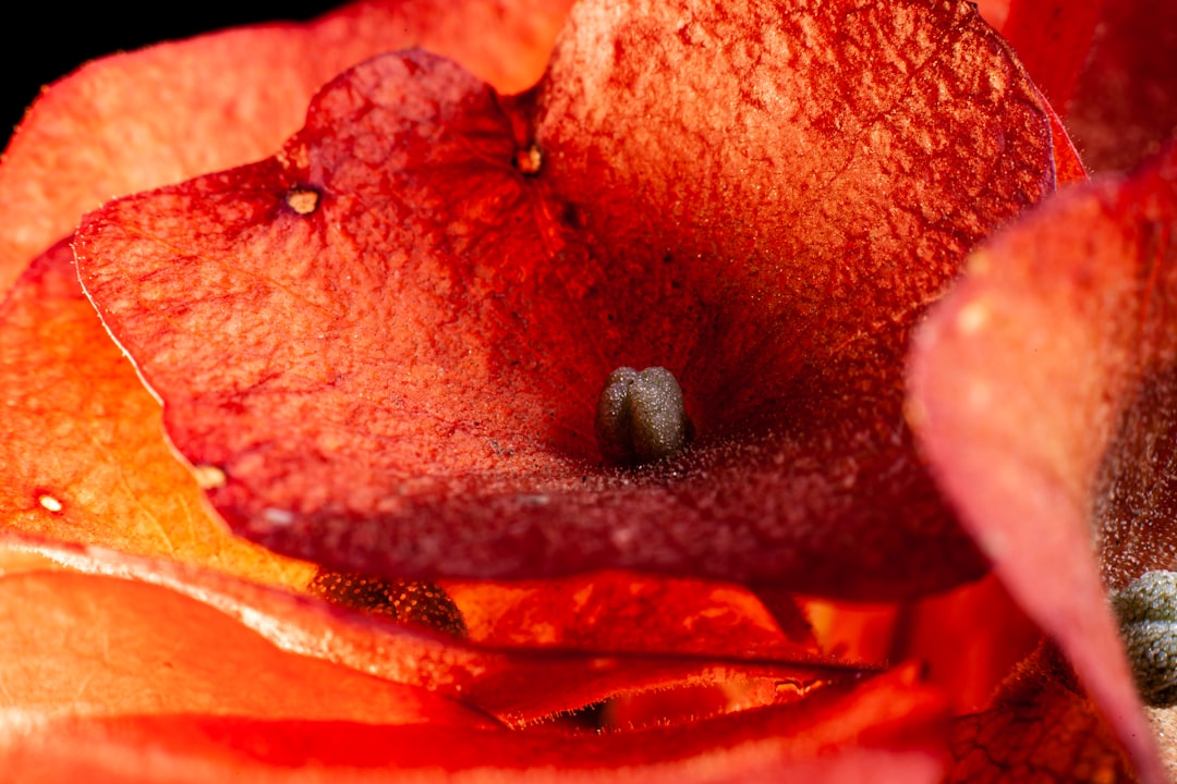 Photo biopsy pain