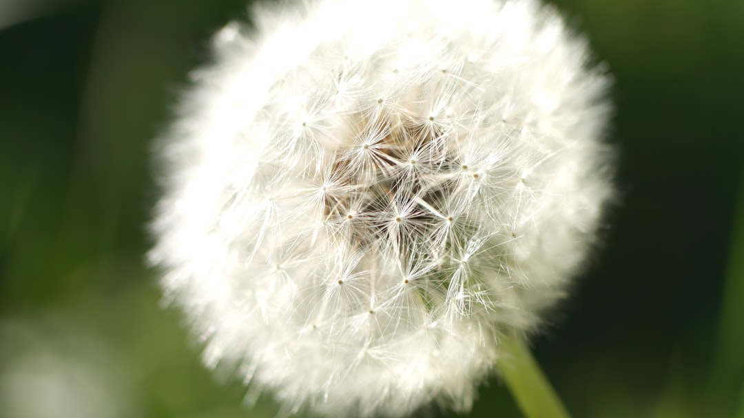 Photo allergia gy&oacute;gyszer