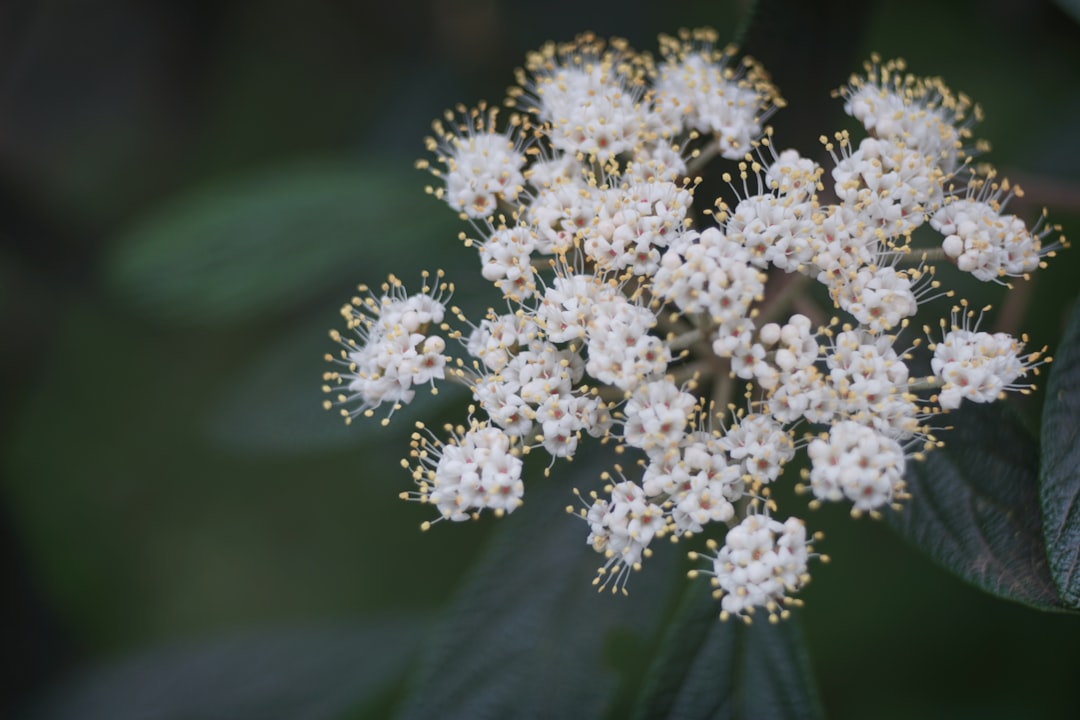 Photo medicine allergy