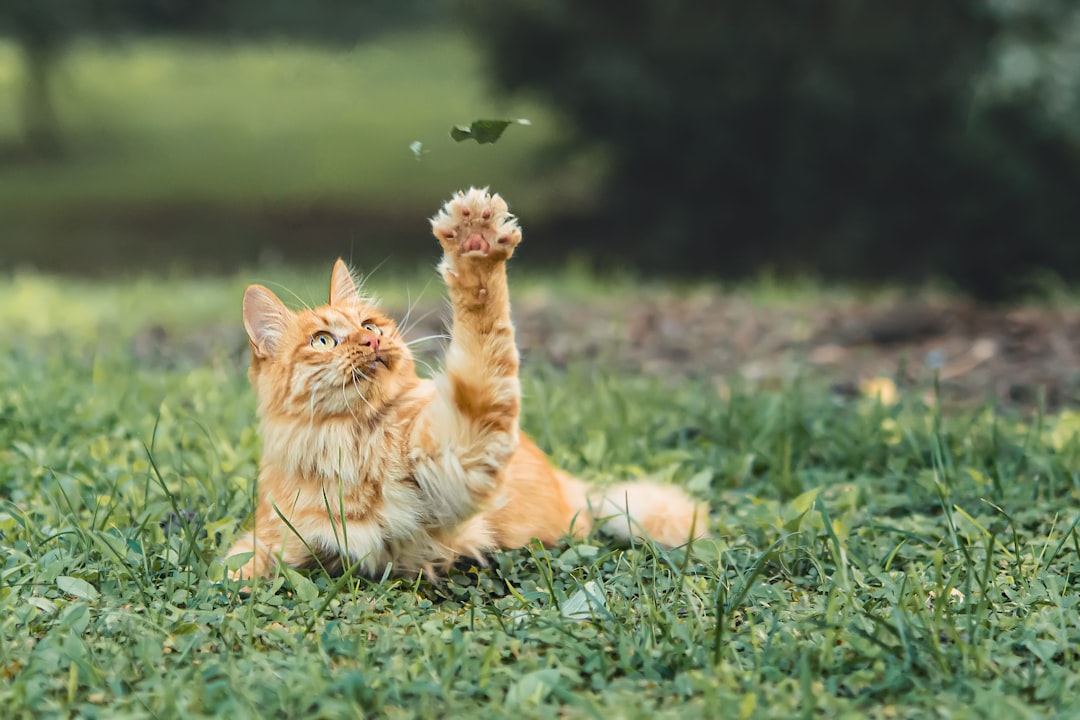 Photo macskaszőr allergia gy&oacute;gyszer