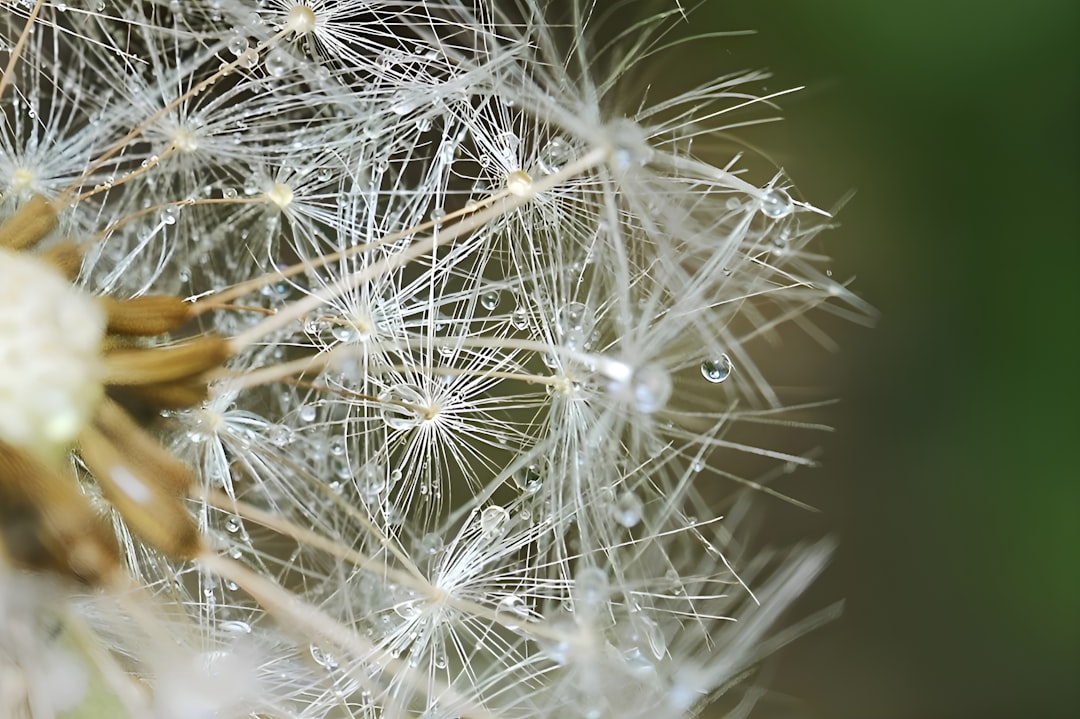 Photo allergia gy&oacute;gyszer