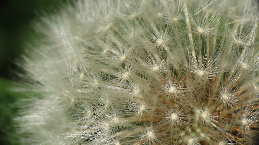 Photo allergia