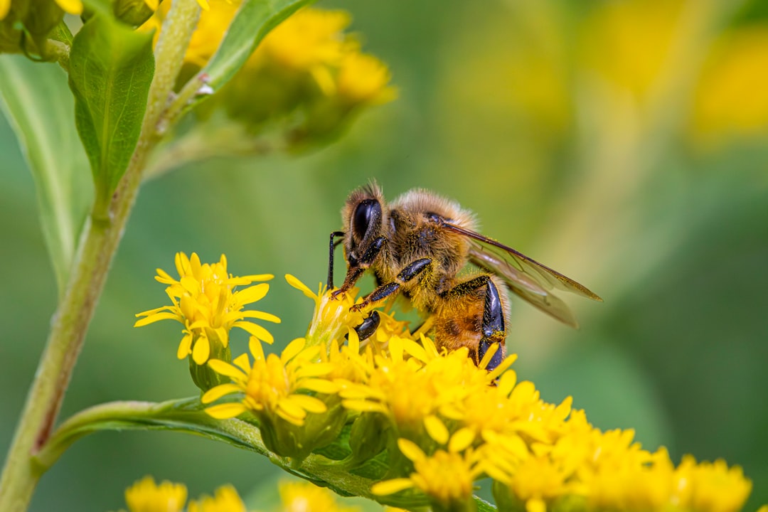Photo pollen allergy medication for children