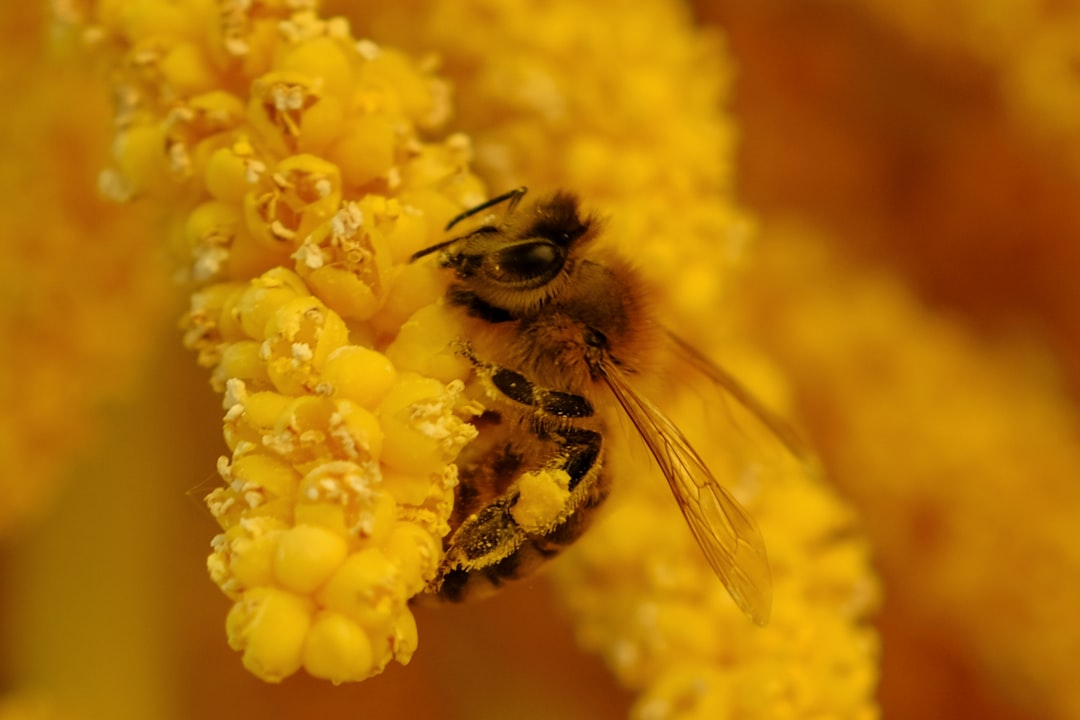 Photo pollen allergy medication