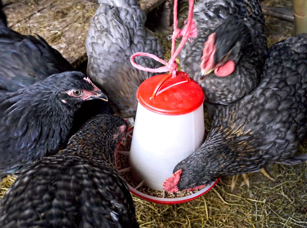 Photo poultry cold medicine