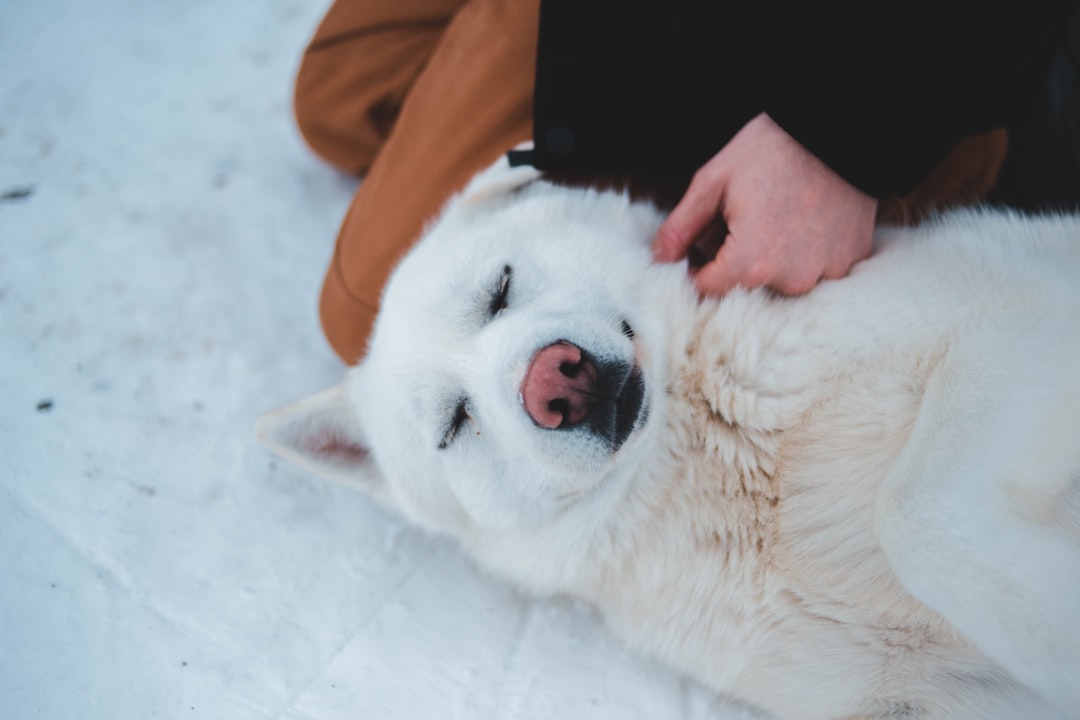 Photo dog cold medicine