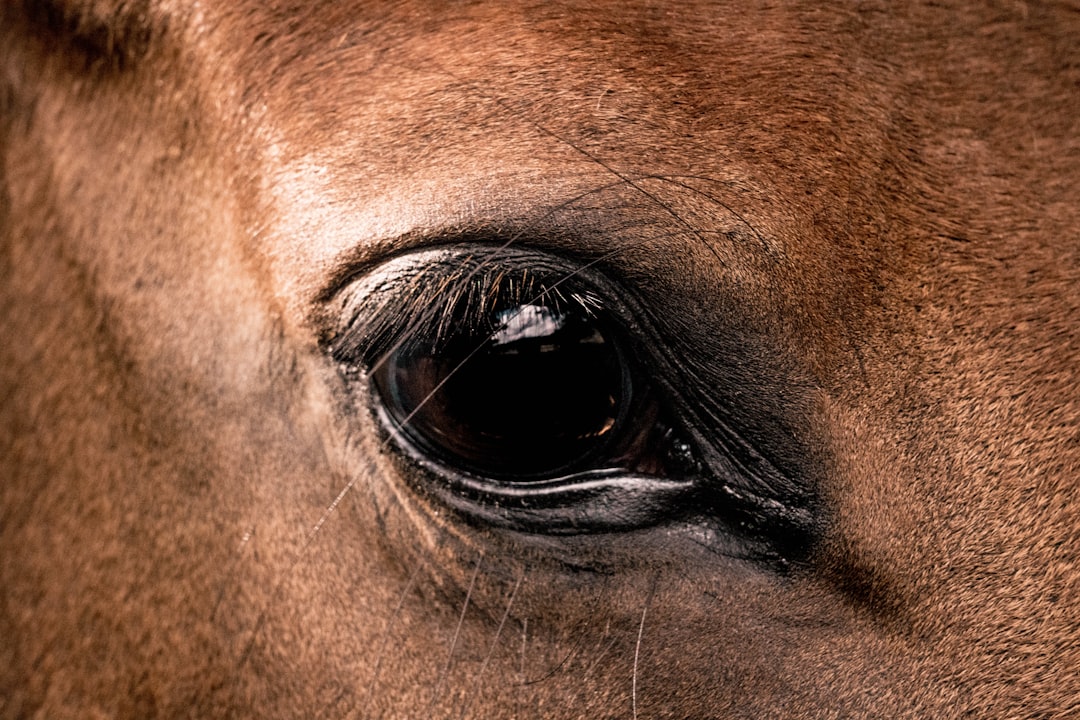 Photo pain relief eye drops