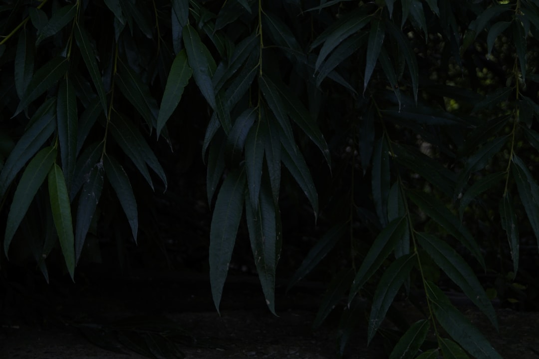 Photo Vissz&eacute;rbetegs&eacute;g