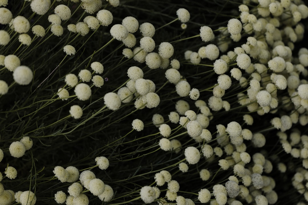Photo fungicide