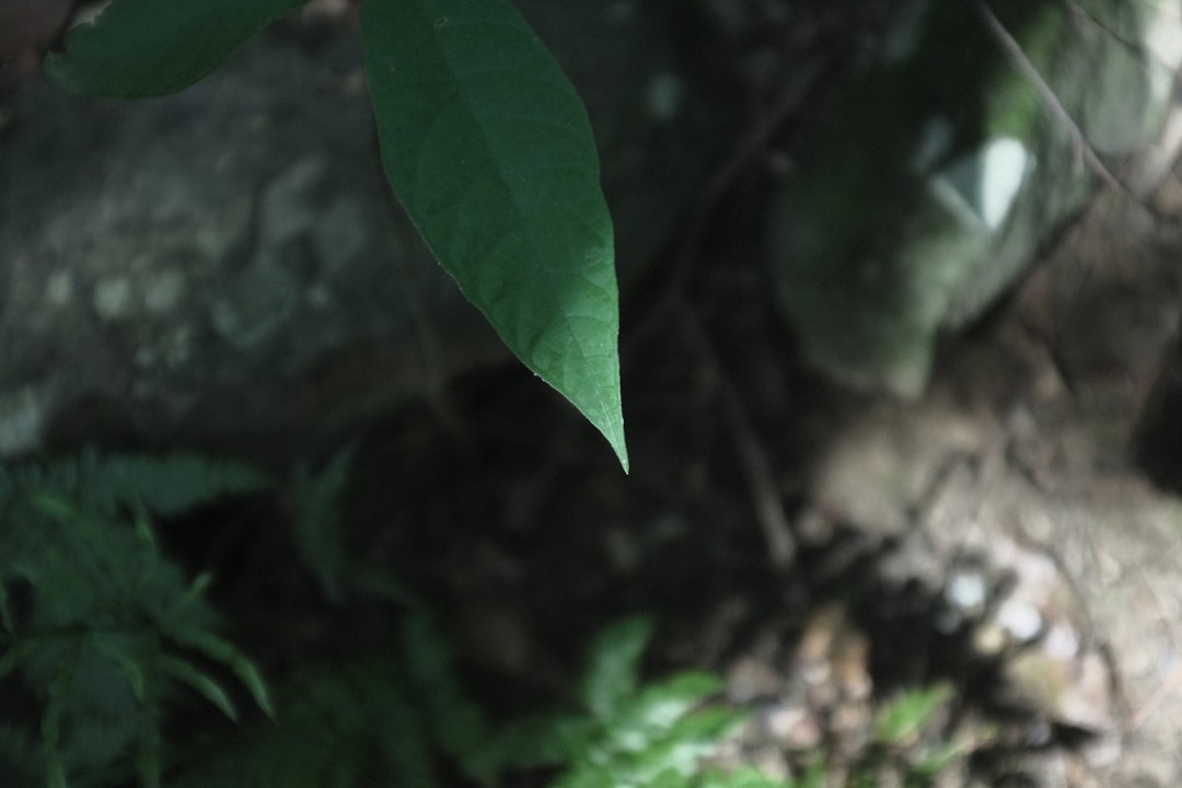 Photo fol&aacute;t