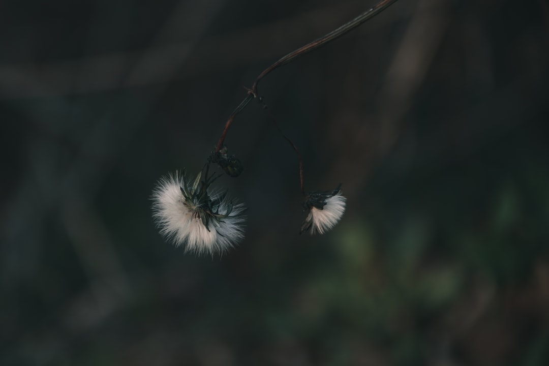 Photo vetels okai