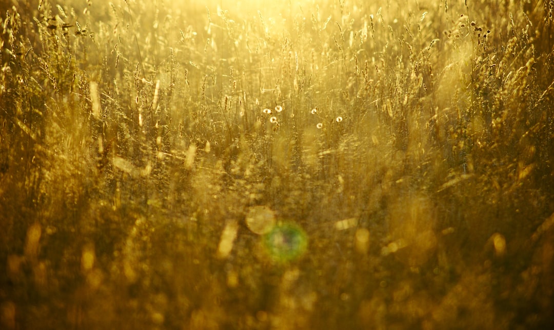 Photo arany spir&aacute;l