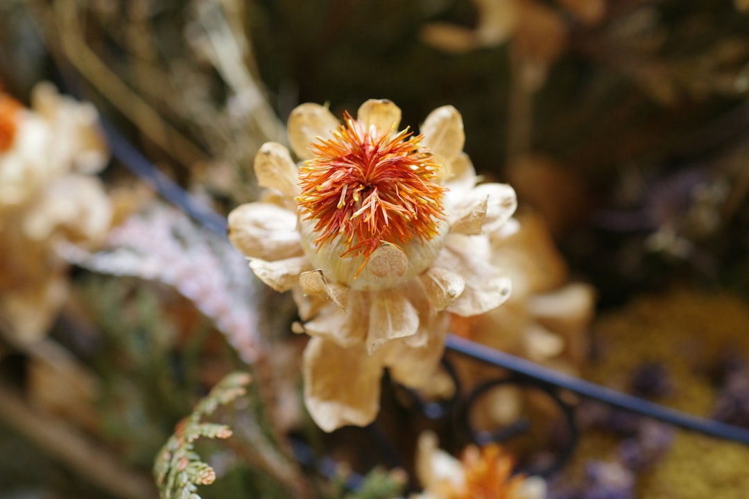 Photo floradix kr&auml;uterblut szirup dm