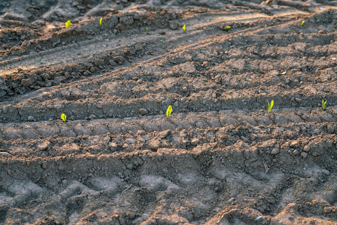 Photo sowing
