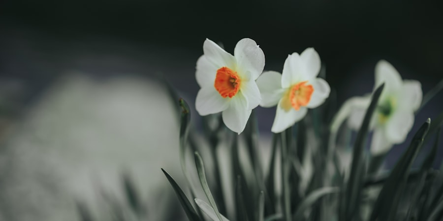 Photo májzsír kezelése