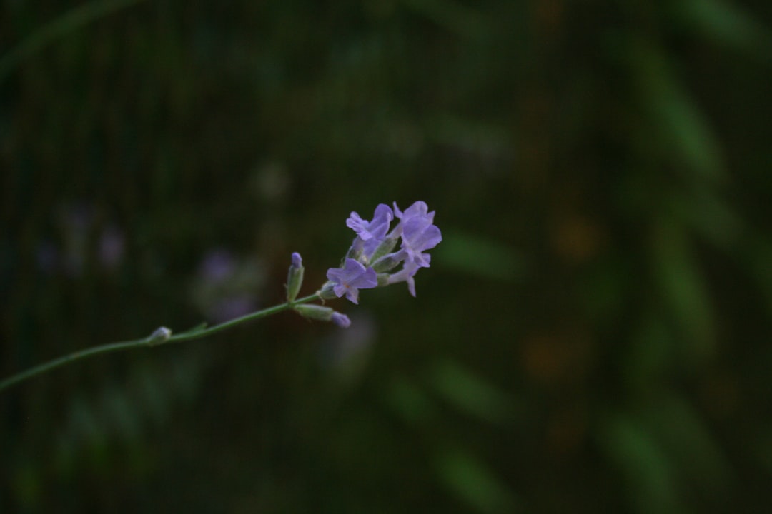 Photo botulism