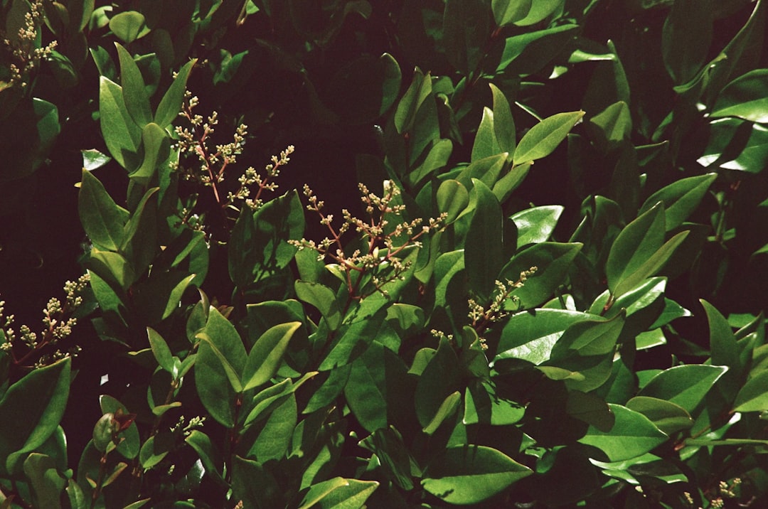 Photo ambroxol