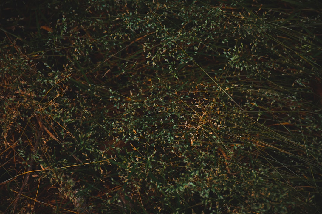 Photo ambroxol