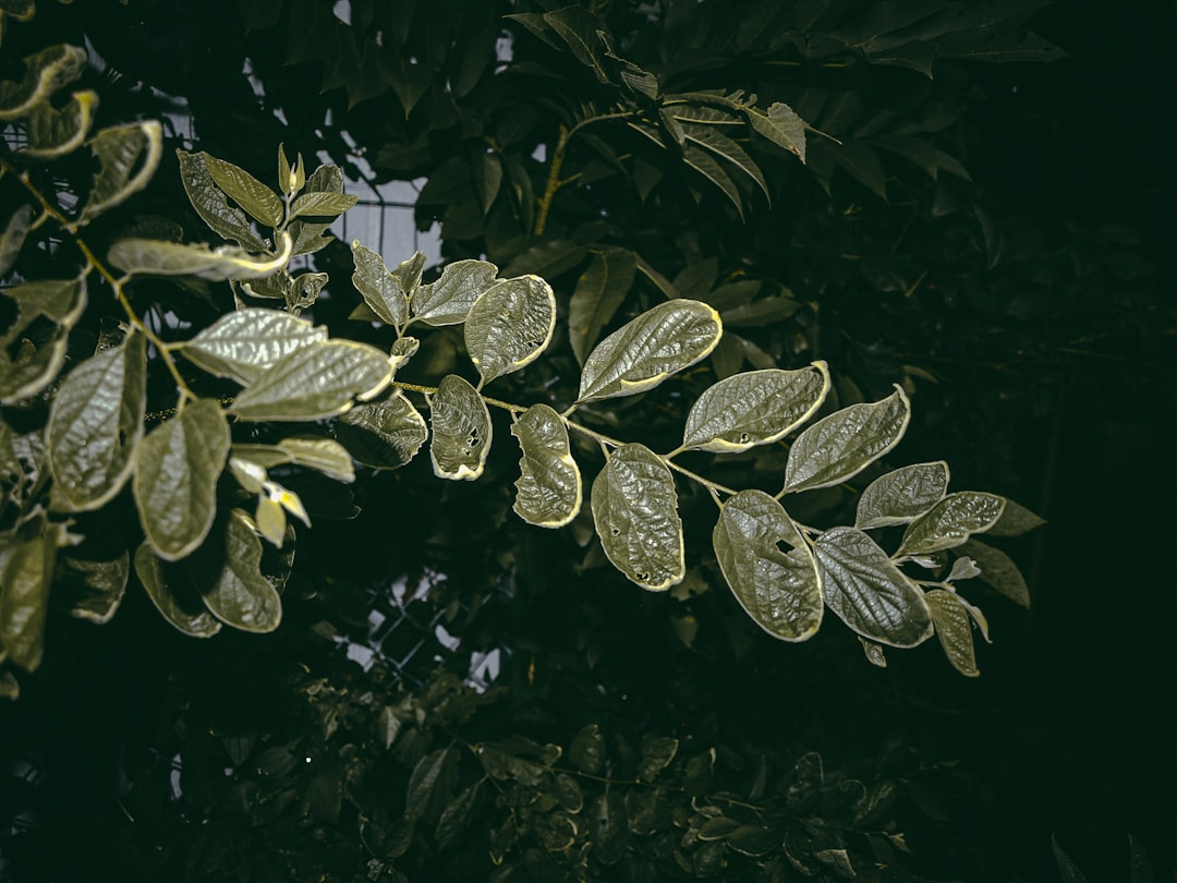 Photo ambroxol