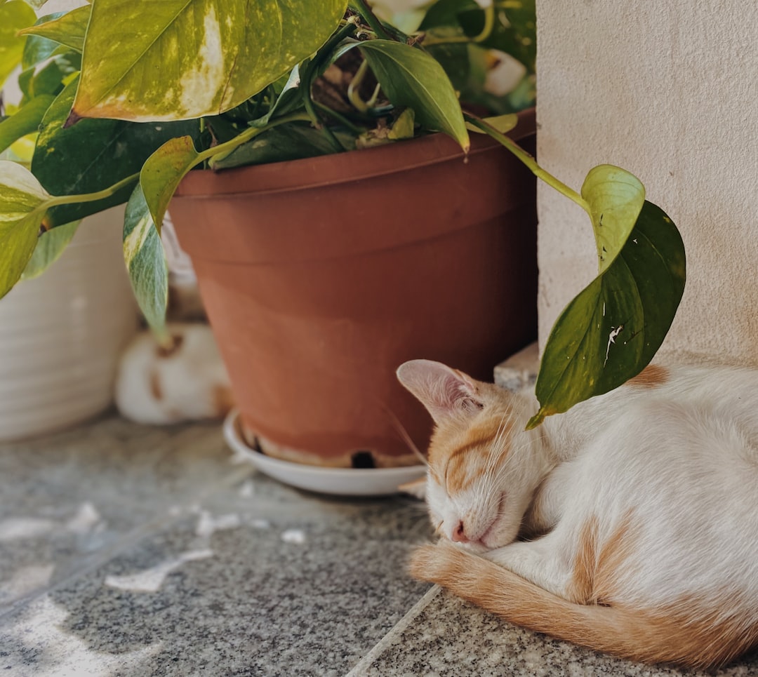 Photo plant-based sleep aid