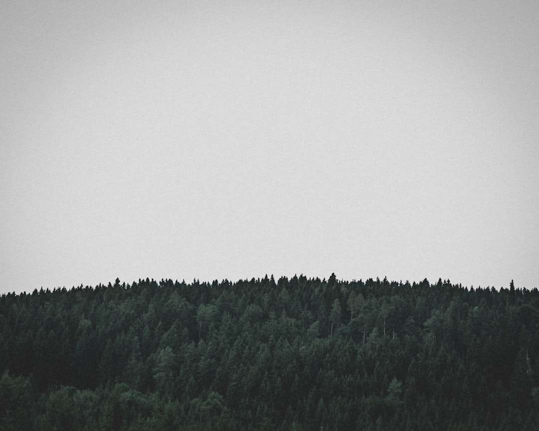 Photo altatók fajtái