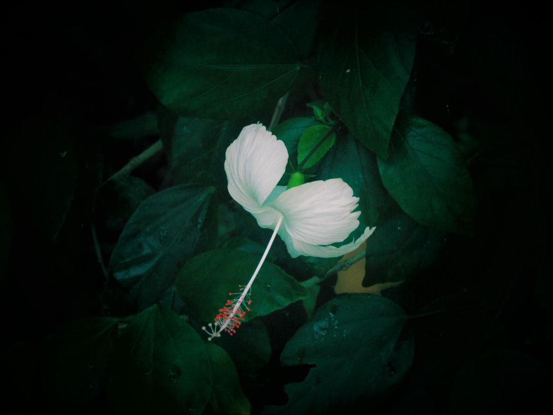 Photo natural sedative