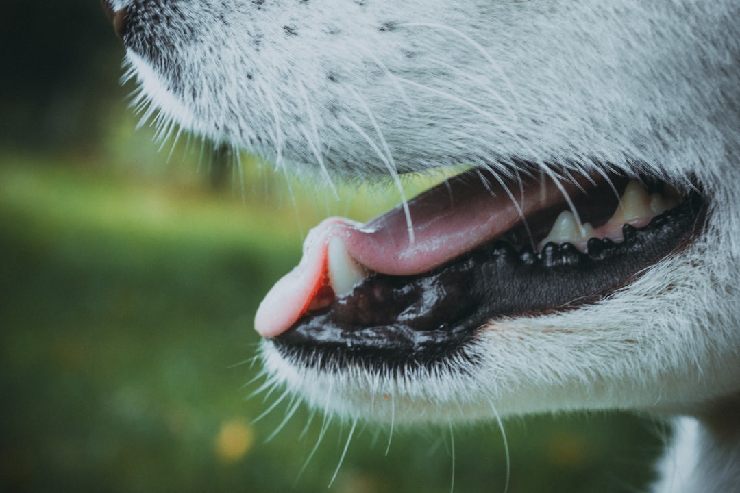 Photo reflux white tongue