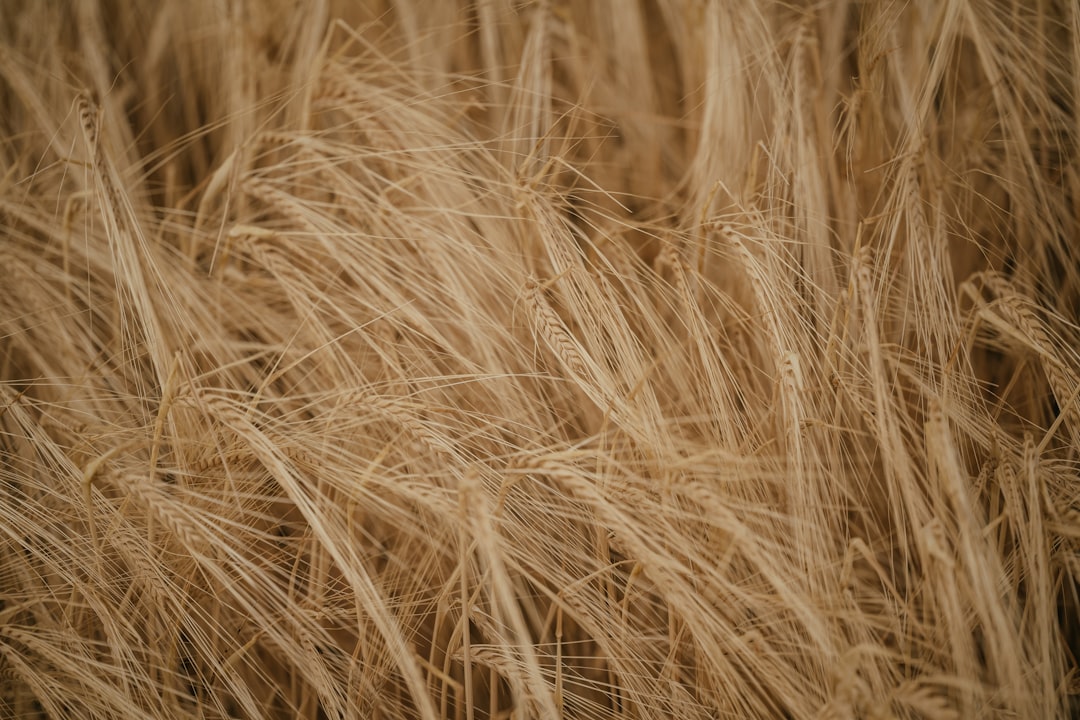 Photo hair loss vitamin