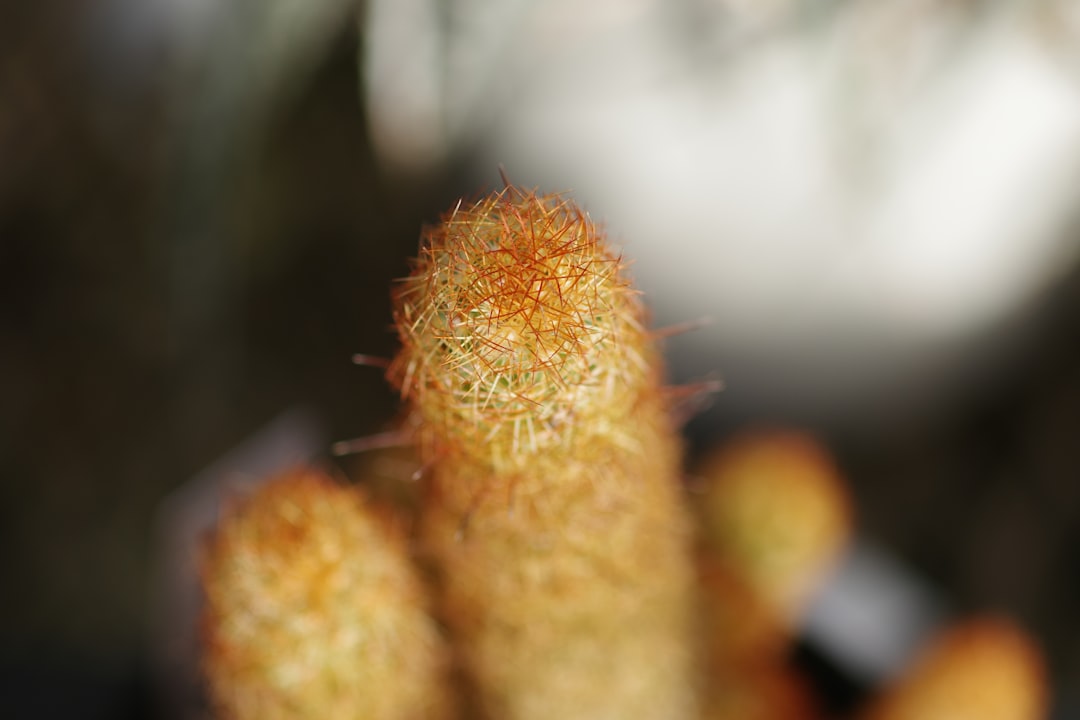 Photo bisglycinate