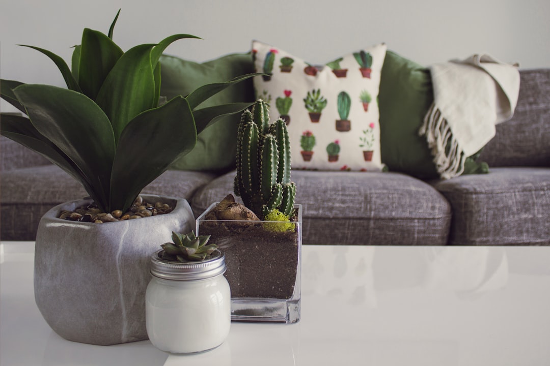 Photo indoor plants