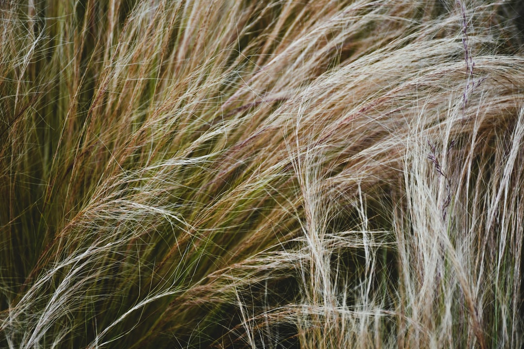 Photo vitamin hair loss