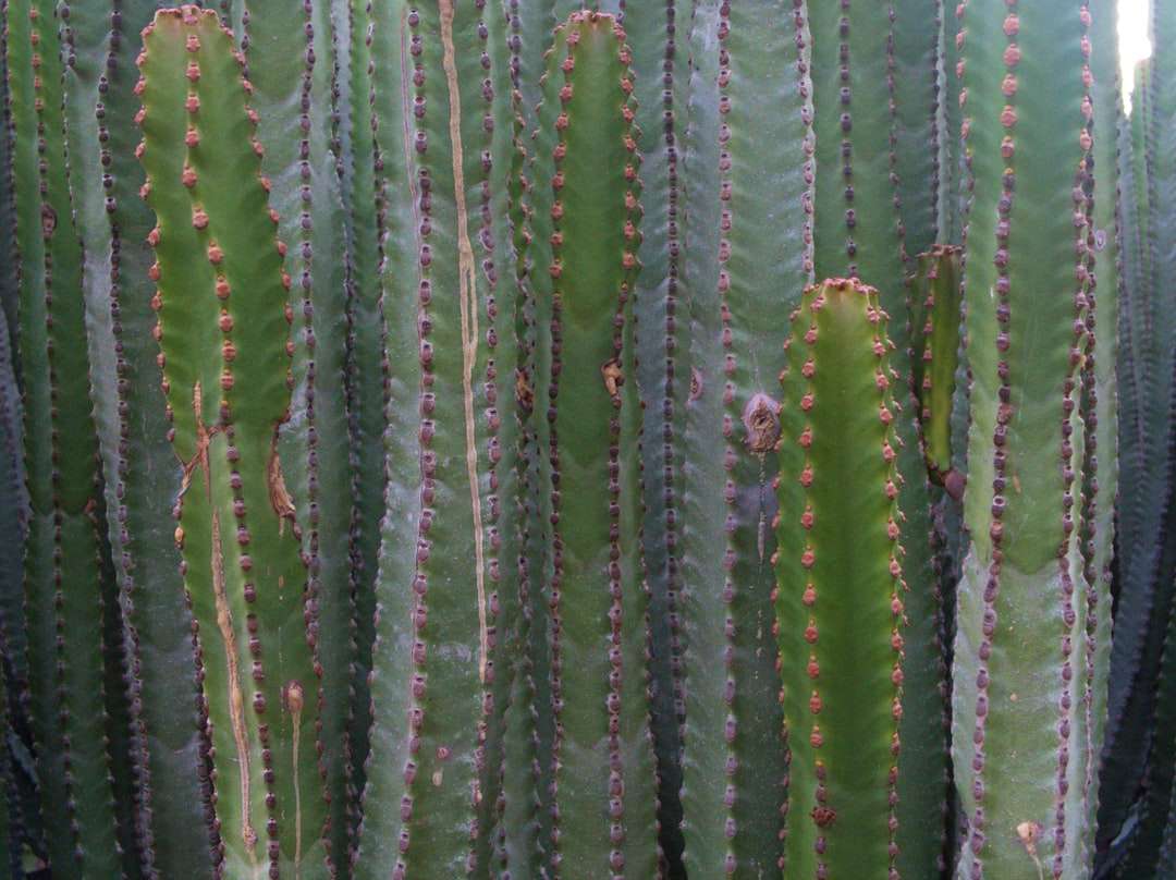 Photo aloe vera reflux