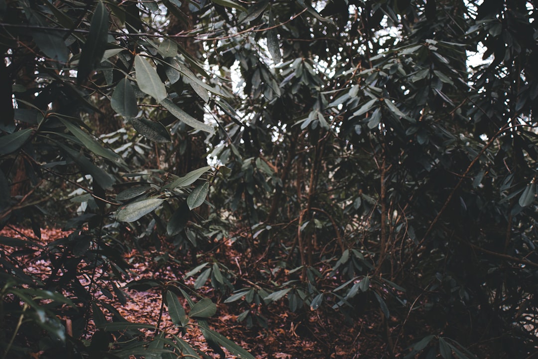 Photo barrett nyelocso