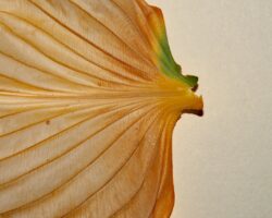 Photo fluimucil