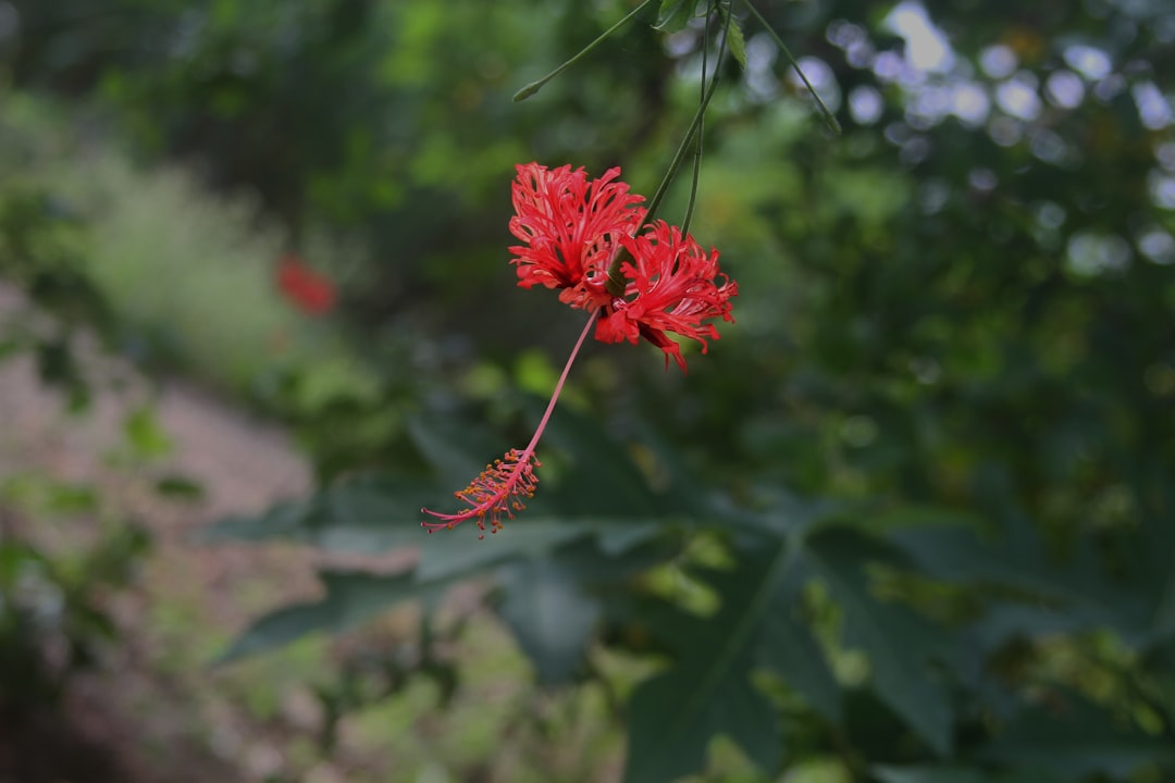 Photo rhinathiol k&ouml;ptető