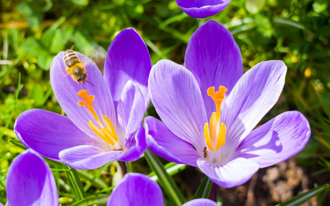 Photo spring detoxification