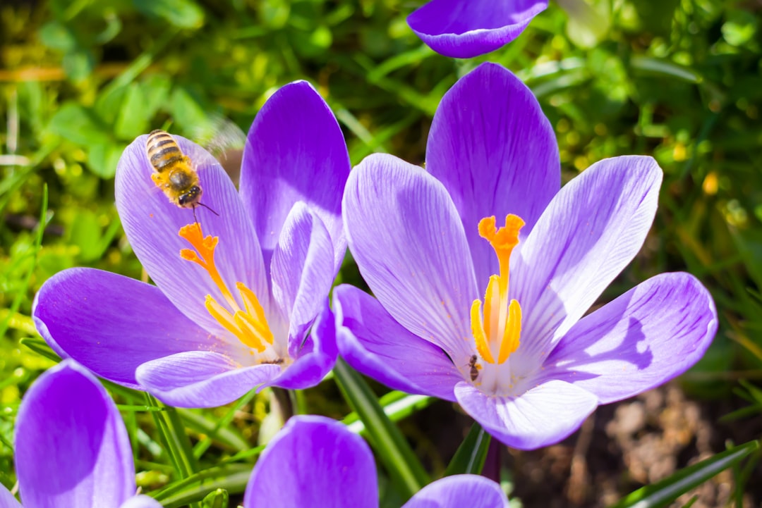 Photo spring detoxification