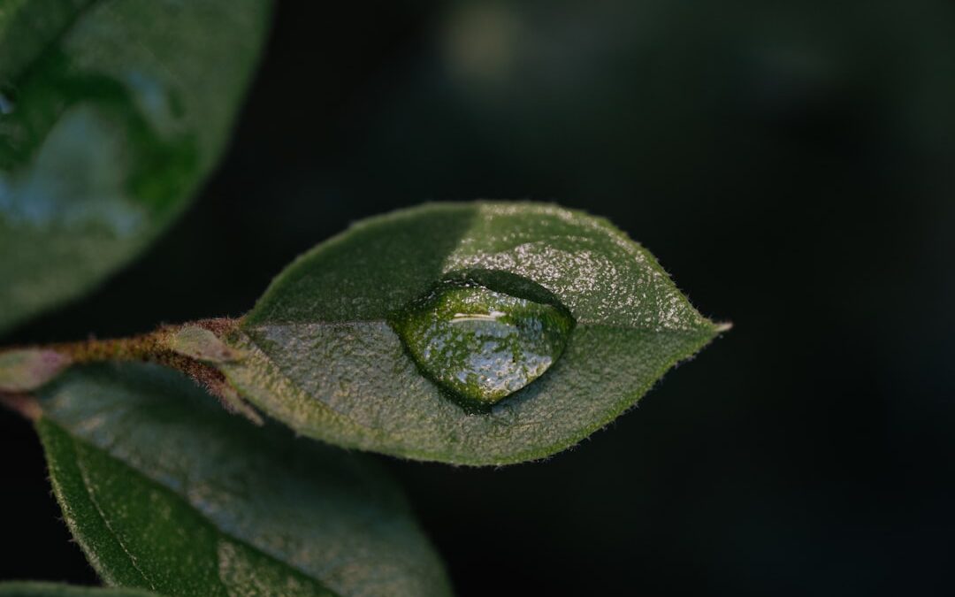 Photo ayurveda detoxification
