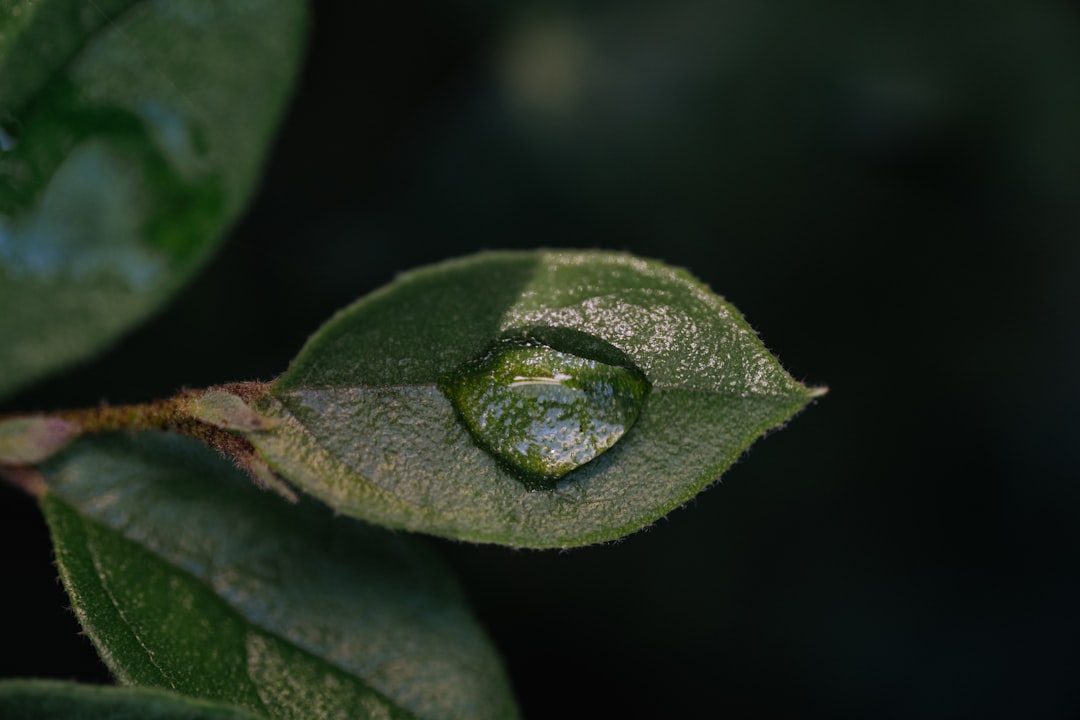 Photo ayurveda detoxification