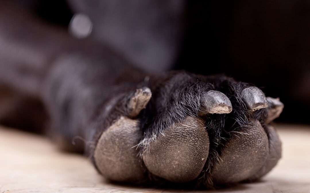 Photo foot detoxifier