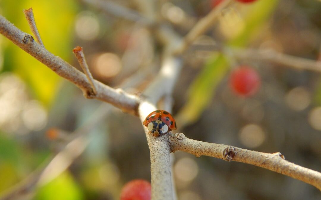 Photo sea buckthorn berry