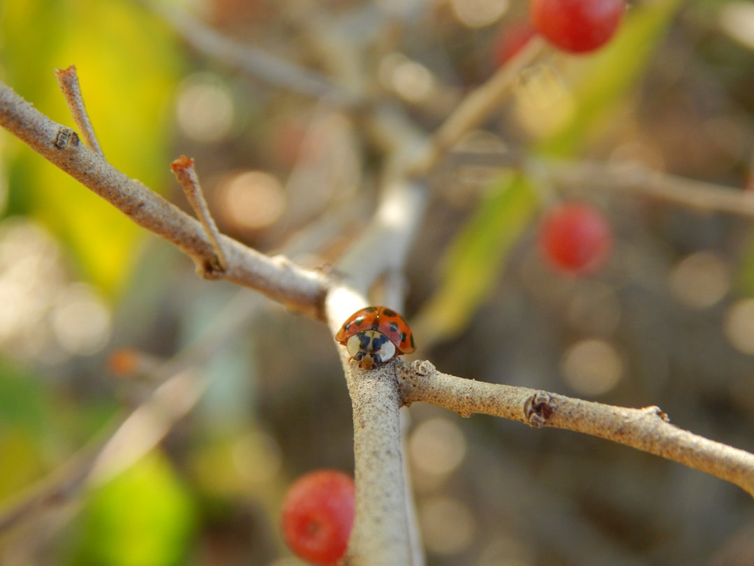 Photo sea buckthorn berry