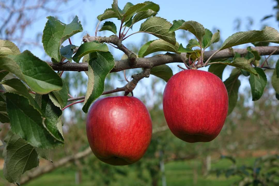Photo apple cider vinegar