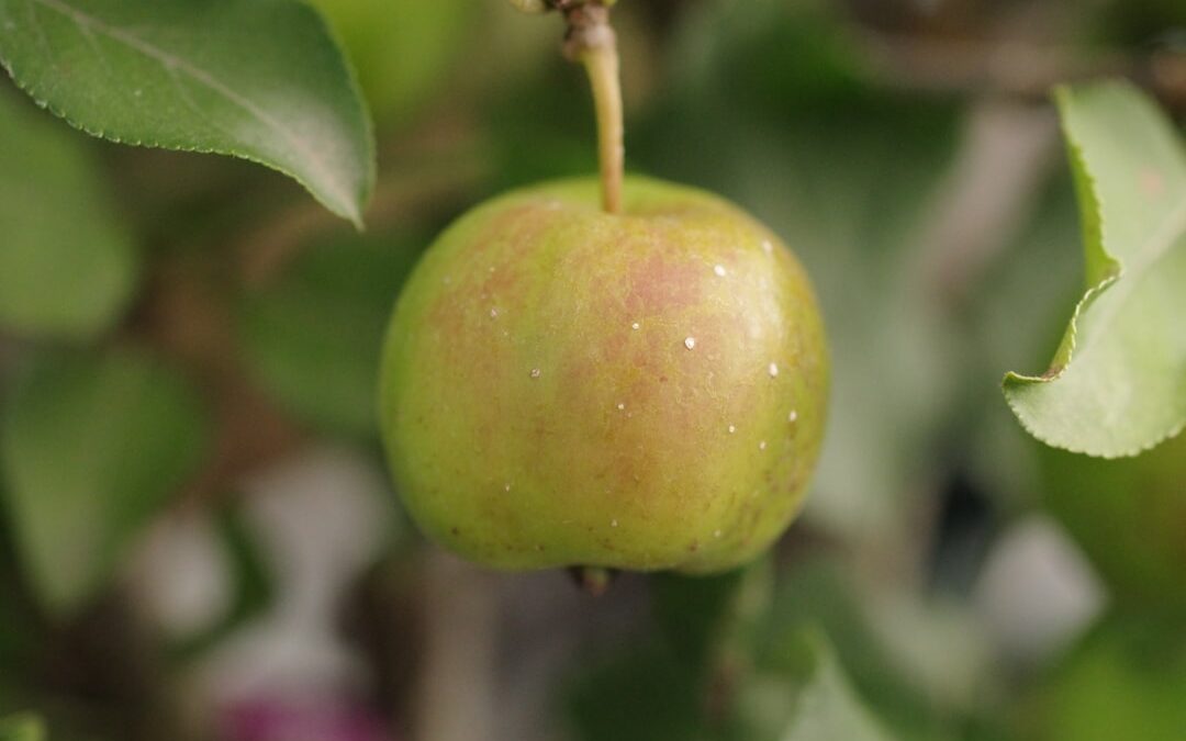 Photo apple cider vinegar